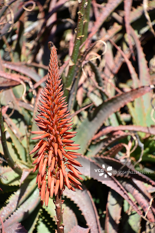 开花的多肉植物，橙色花朵，圣巴巴拉，加利福尼亚州，美国图片素材
