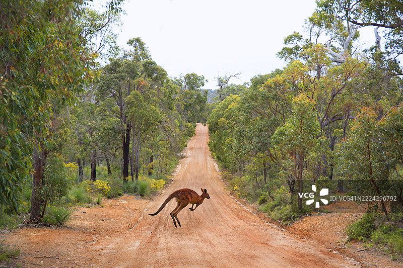 一只袋鼠在灌木丛小路上。图片素材
