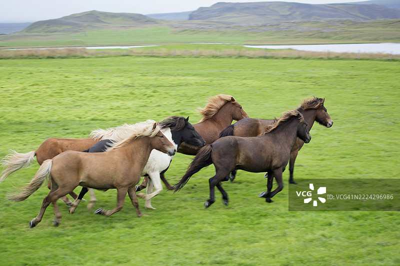 冰岛马群奔跑图片素材
