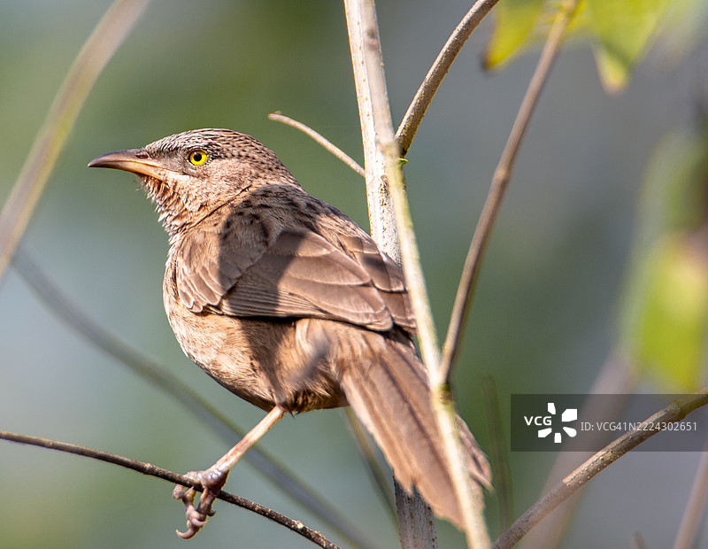 栖息在树枝上的鸣禽特写，纳赖尔，库尔纳，孟加拉国图片素材