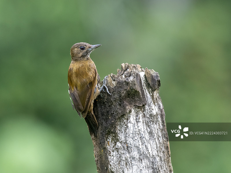 歌唱普通翠鸟栖息在树上的特写，哥斯达黎加，埃雷迪亚省图片素材