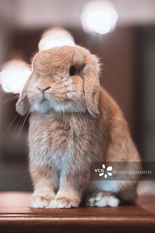 矮兔特写， 中国图片素材