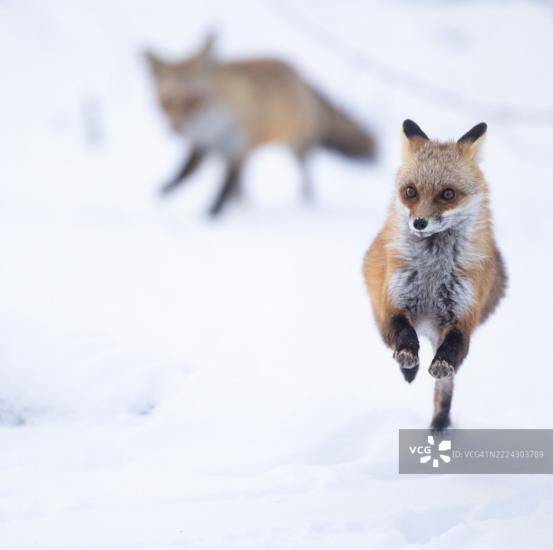 雪地上的红狐肖像，平菲尔德，新泽西州，美国图片素材