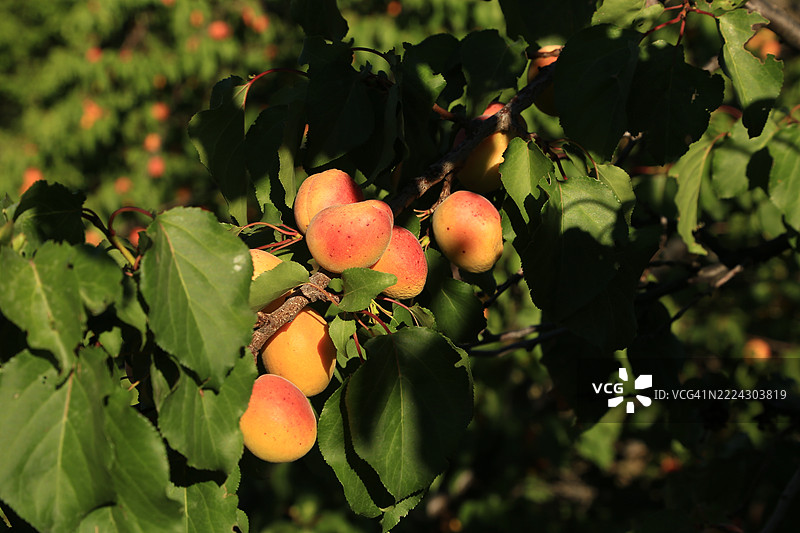 土耳其马拉蒂亚树上的水果特写图片素材