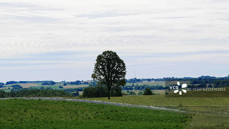 立陶宛天空下的田野树木图片素材