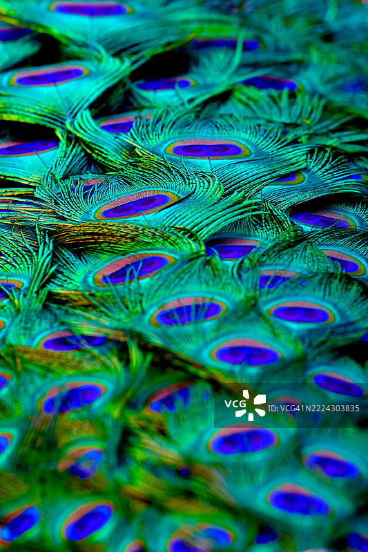 孔雀羽毛的全景拍摄，印度古吉拉特邦甘地纳格尔图片素材