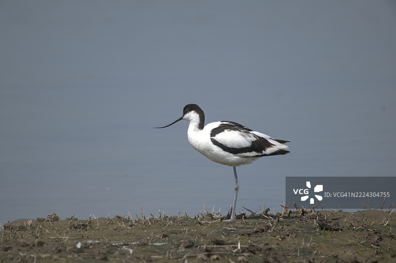 鸟在泥泞的小岛上的侧面视图，林肯郡，英国图片素材