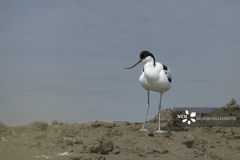 鸟儿正面站在泥泞的岛屿上，林肯郡，英国图片素材