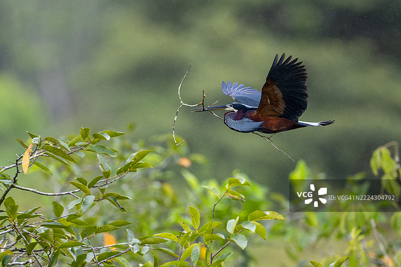 阿嘎米鹭图片素材