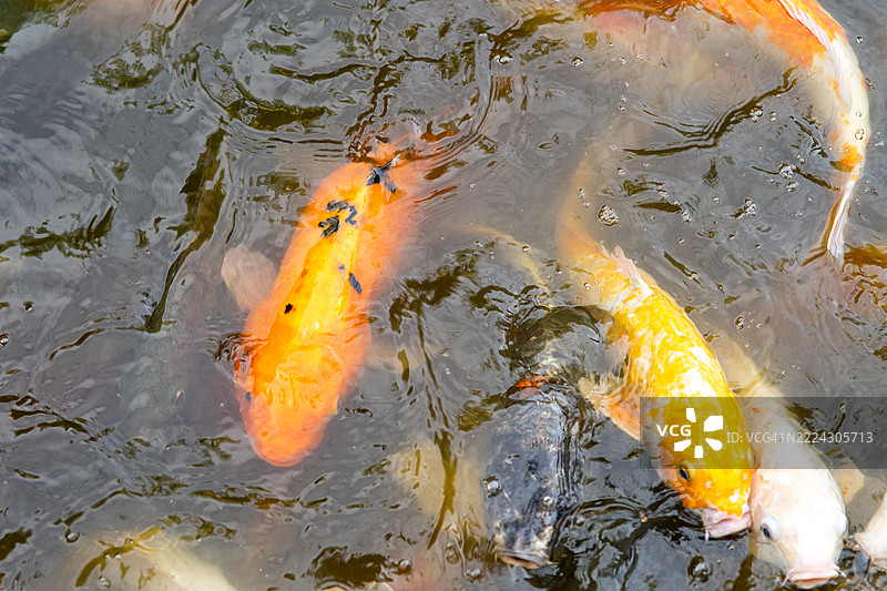 马来西亚池塘中五彩斑斓的锦鲤特写镜头图片素材