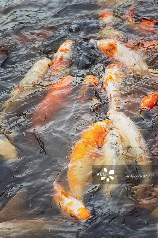 马来西亚池塘中五彩斑斓的锦鲤特写镜头图片素材