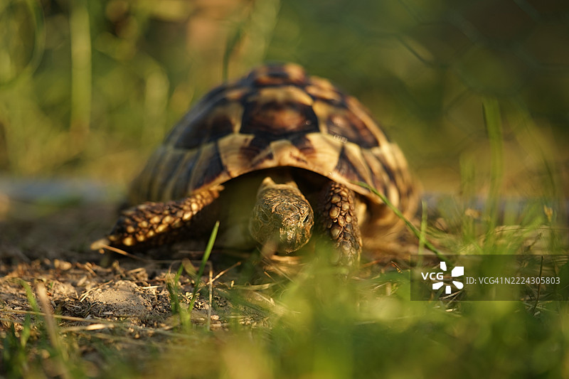 捷克共和国奥斯特拉瓦田野上的乌龟特写图片素材
