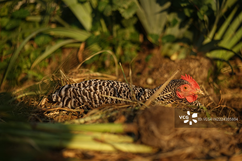 Close-up of lizard on field,Ostrava,Czech Republic图片素材