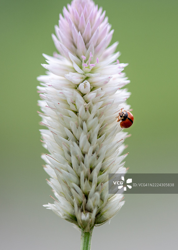 花上的瓢虫特写，达卡，孟加拉国图片素材