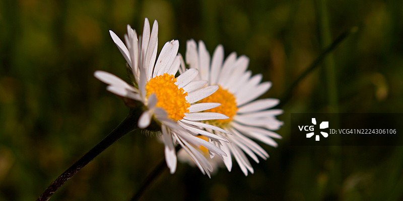 白色雏菊特写，弗劳恩施泰因，萨克森，德国图片素材