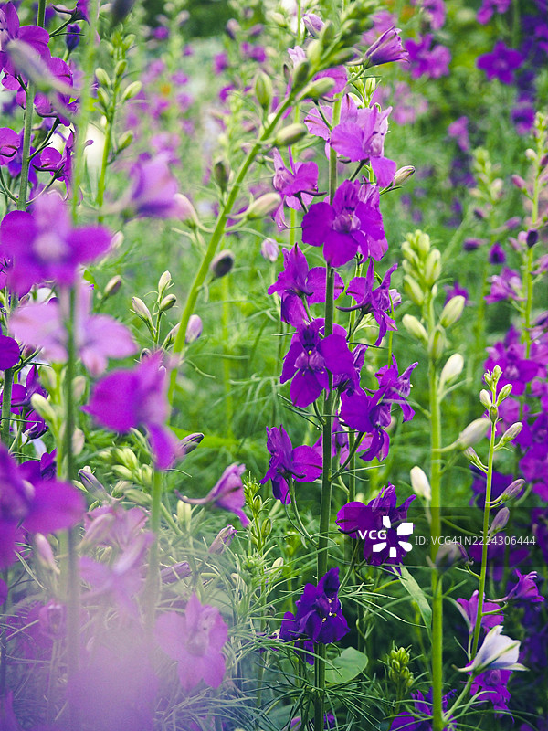 紫色开花植物的特写，摩德纳，艾米利亚-罗马涅，意大利图片素材