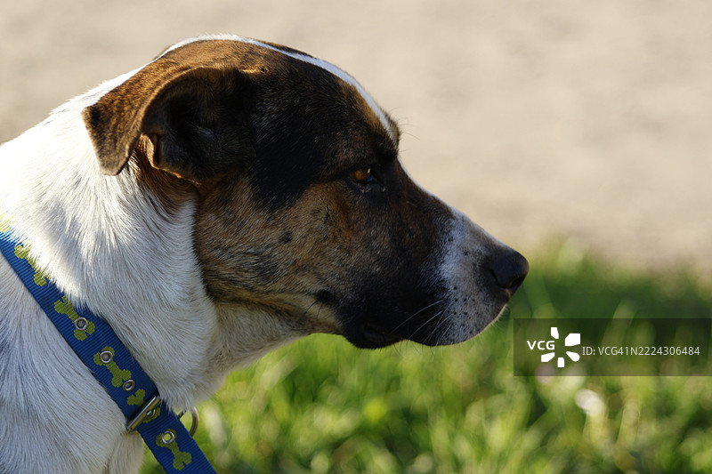 狗的特写，阿根廷胡胡伊省圣萨尔瓦多德胡胡伊图片素材