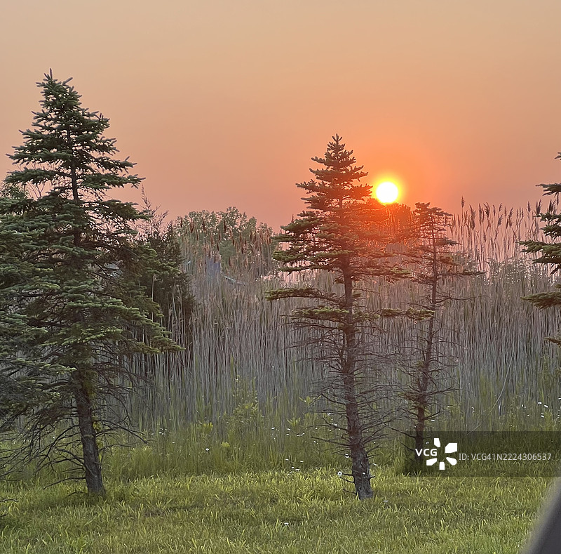 日落时分，天空下的田野上的树木，橡树溪，威斯康星州，美国图片素材
