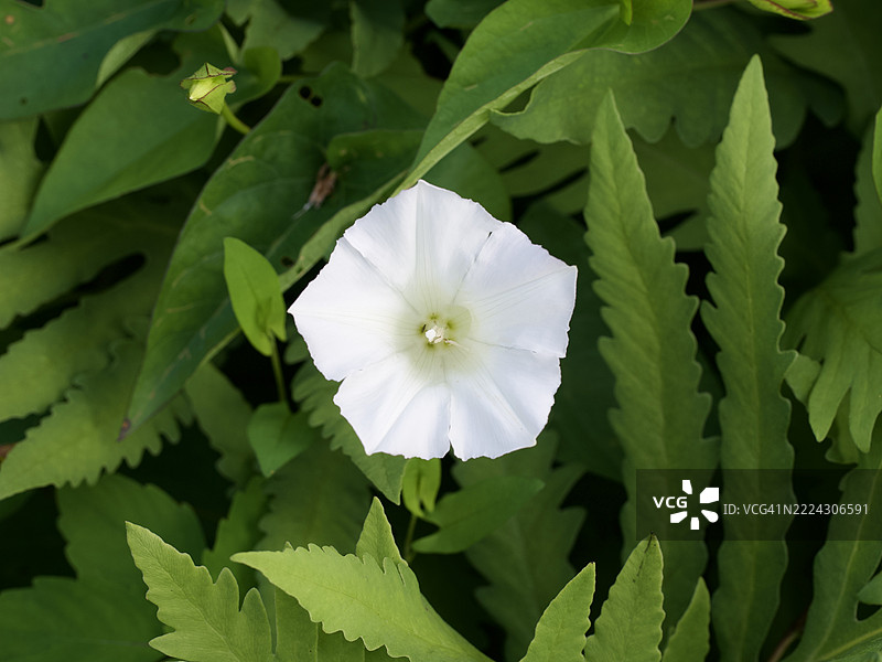 盛开的植物特写，马萨诸塞州威尔斯利，美国图片素材
