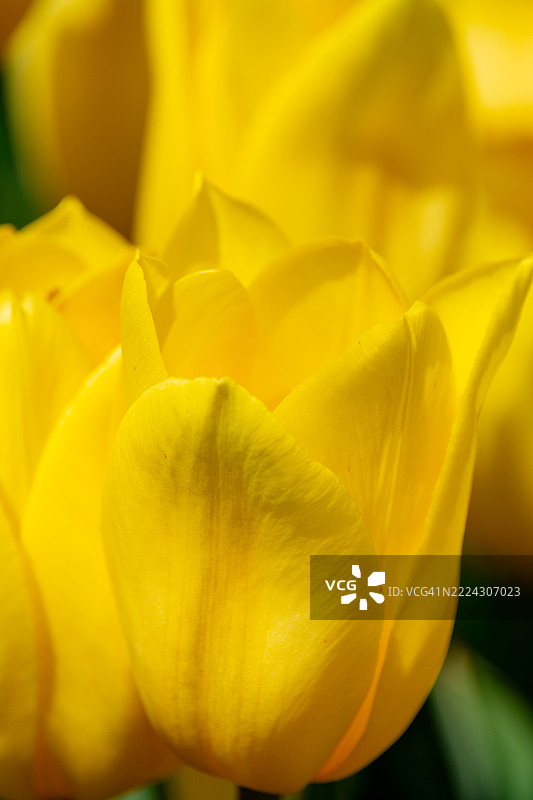 充满活力的黄色郁金香唤起快乐与重生，华沙，马佐维亚，波兰图片素材