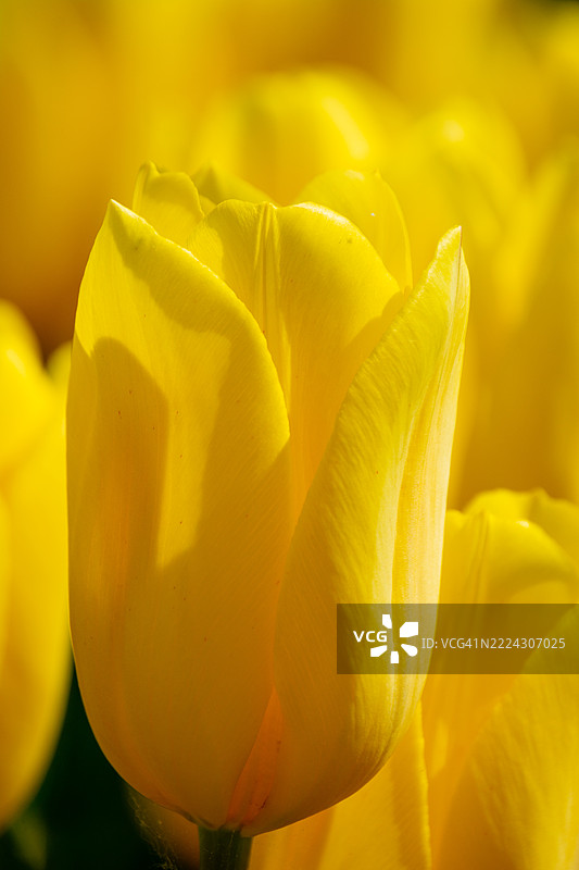 春天复苏的鲜艳黄色郁金香特写，华沙，马佐维亚，波兰图片素材