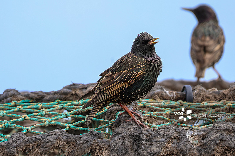 布里德灵顿，英国的龙虾笼上的星鸲之歌图片素材