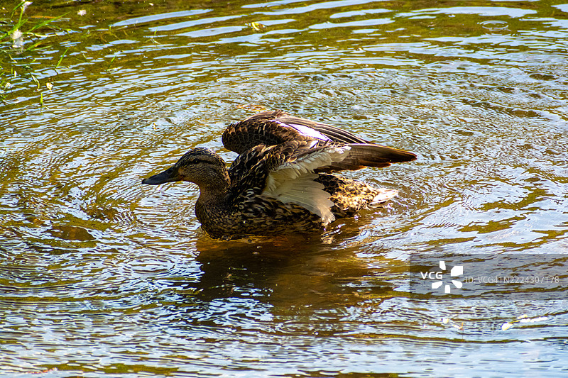 阳光照耀下优雅漂浮的野鸭，华沙，马佐维亚，波兰图片素材