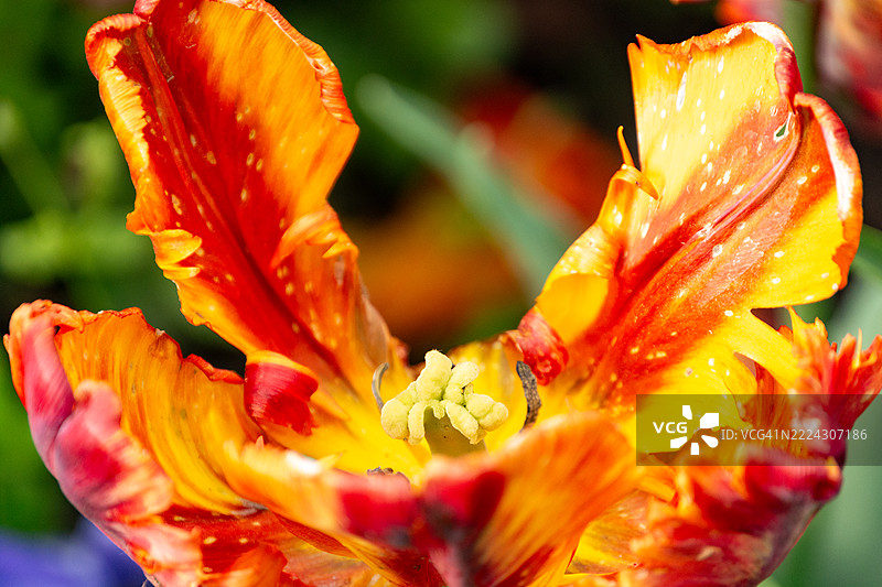 鲜艳的红黄郁金香特写，带有水滴，华沙，马佐维亚，波兰图片素材