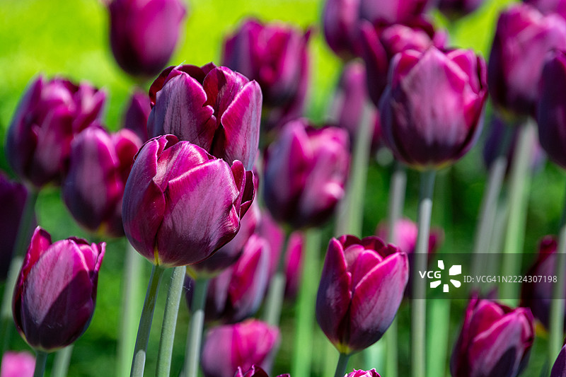 粉色郁金香特写，华沙，马佐维亚，波兰图片素材