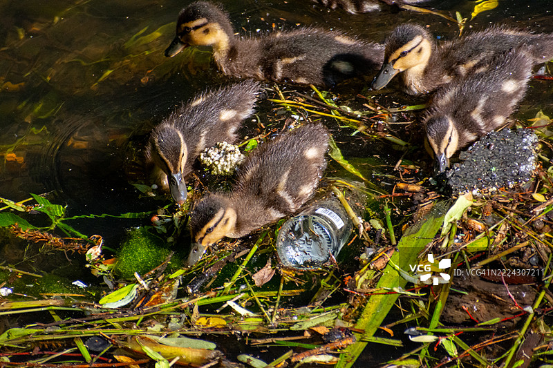 好奇的小鸭子在宁静的池塘环境中探索，华沙，马佐维亚，波兰图片素材