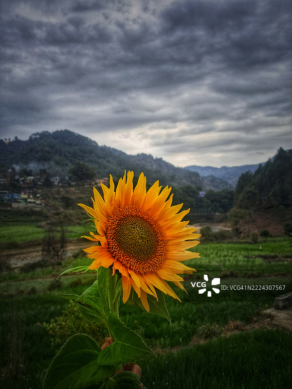 田野上向日葵的特写，背景是多云的天空图片素材