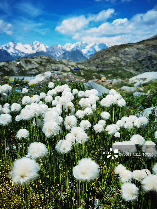 意大利拉图伊尔的田野上白色花朵的特写图片素材