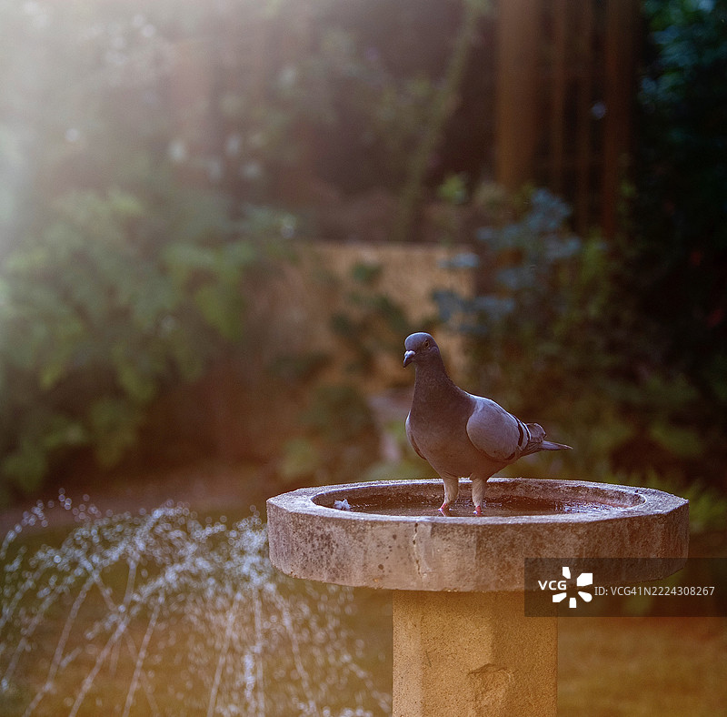 在郊区花园的混凝土圆形鸟浴中，一只鸽子在金色时光中嬉戏，背景是喷泉。图片素材