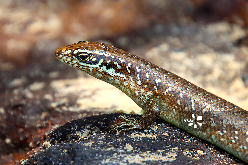 科摩罗岛蜥蜴（Trachylepis comorensis）图片素材