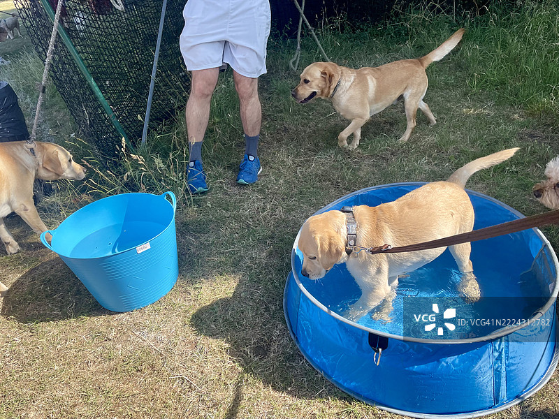 四只拉布拉多犬和两个蓝色浴缸在炎热的夏日，一只拉布拉多犬在水中嬉戏，另一只在旁边观看，背景中有一个男人。图片素材