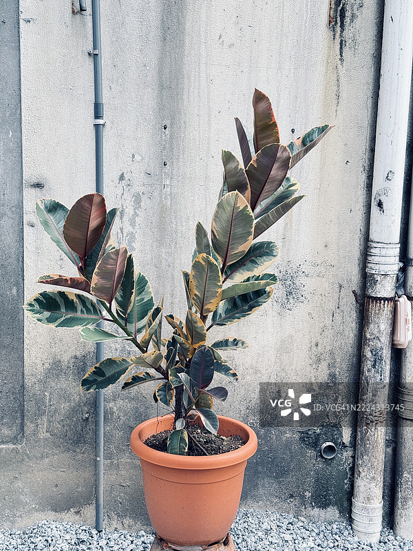 生机勃勃的橡胶树在一个乡村风格的花盆中茁壮成长，背景是一面风化的墙，吉隆坡，马来西亚图片素材