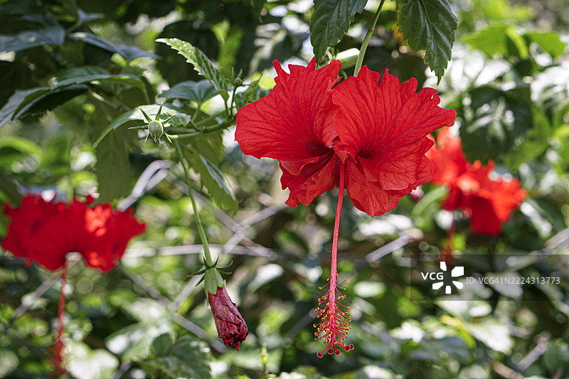 盛开的红色木槿花被郁郁葱葱的绿叶环绕，孟加拉国图片素材