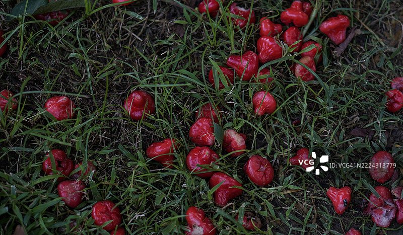 红色水果散落在草地上，与绿色形成鲜明对比，孟加拉国图片素材