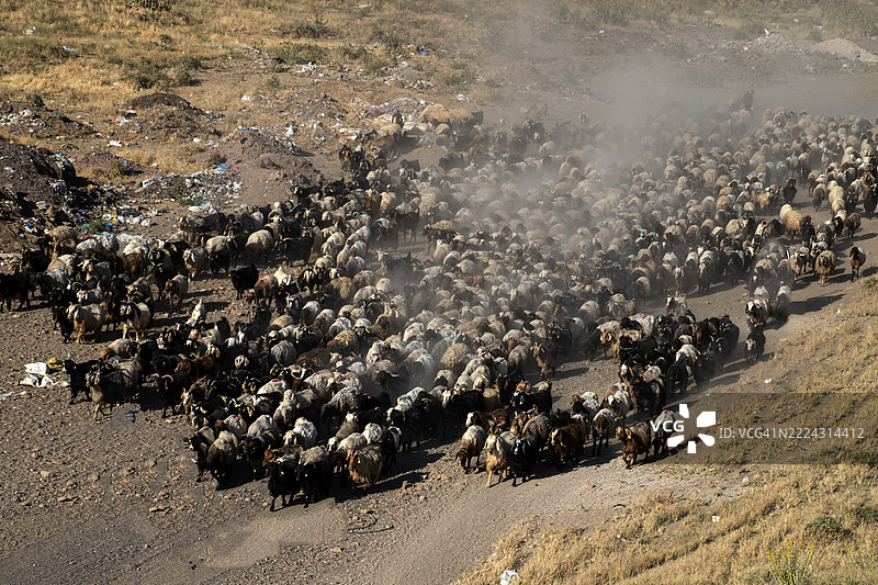 羊群和牧羊人一起成群结队地上山——成群的羊和山羊，骑着驴的牧羊人，以及扬起的尘土。图片素材