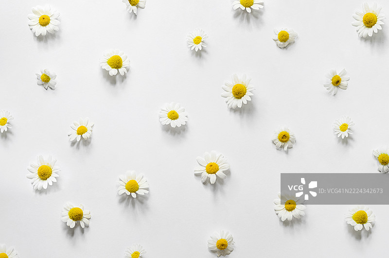 白色背景上的雏菊花纹 – 自然健康理念图片素材