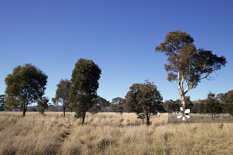 穆利根斯平原森林保护区，索斯比，澳大利亚首都领地，澳大利亚图片素材