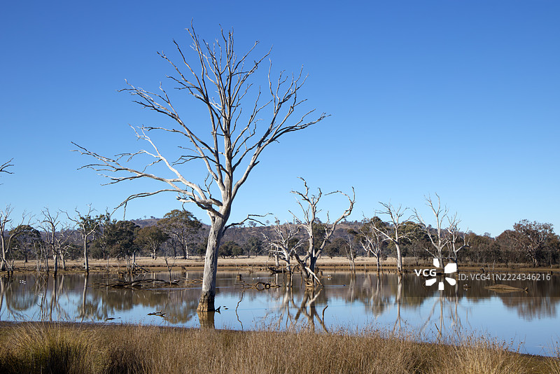 湿地，穆利根平原林地保护区，索斯比，澳大利亚首都领地，澳大利亚图片素材