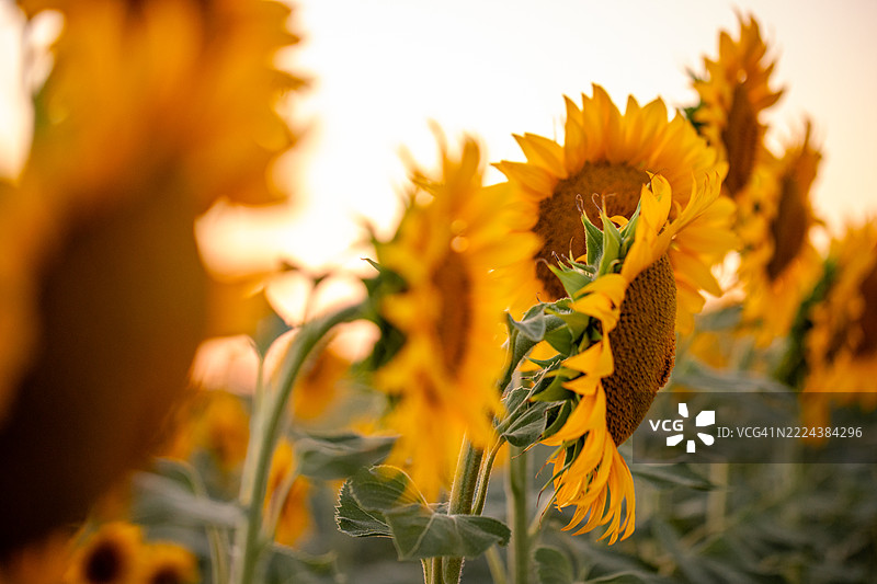 正面聚焦的向日葵图片素材