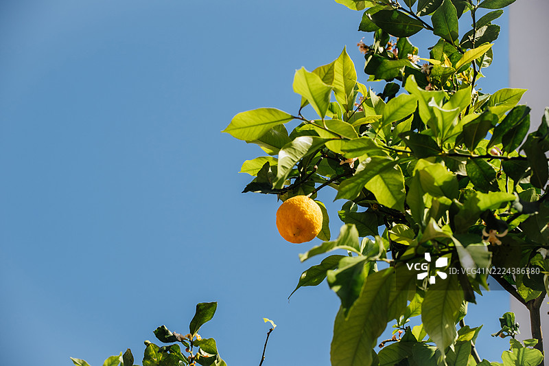 一颗成熟的橙子挂在生机勃勃的绿色树上，背景是晴朗的蓝天图片素材