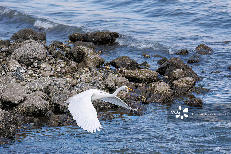 一只美丽的大白鹭（Ardea alba，属于白鹭科）正在拍打翅膀飞出。图片素材