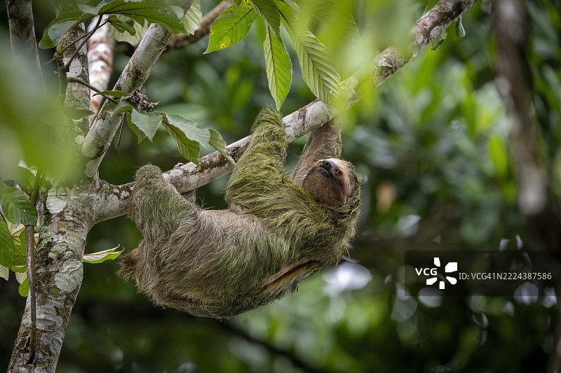 三趾树懒图片素材