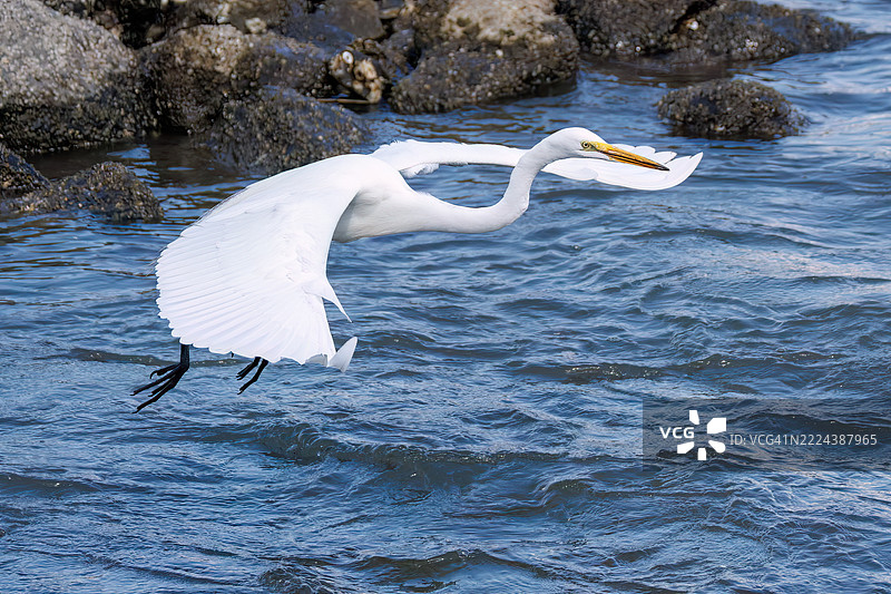一只美丽的大白鹭（Ardea alba，属于白鹭科）正在拍打翅膀飞出。图片素材