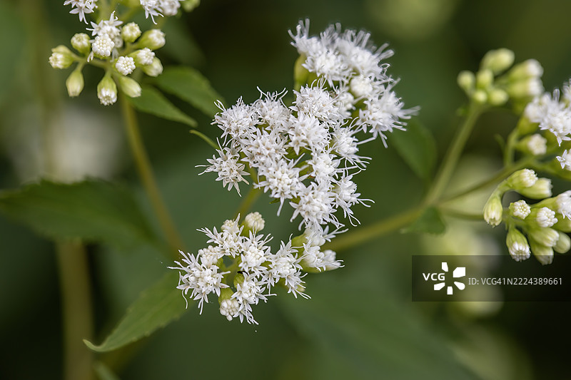 骨架花图片素材
