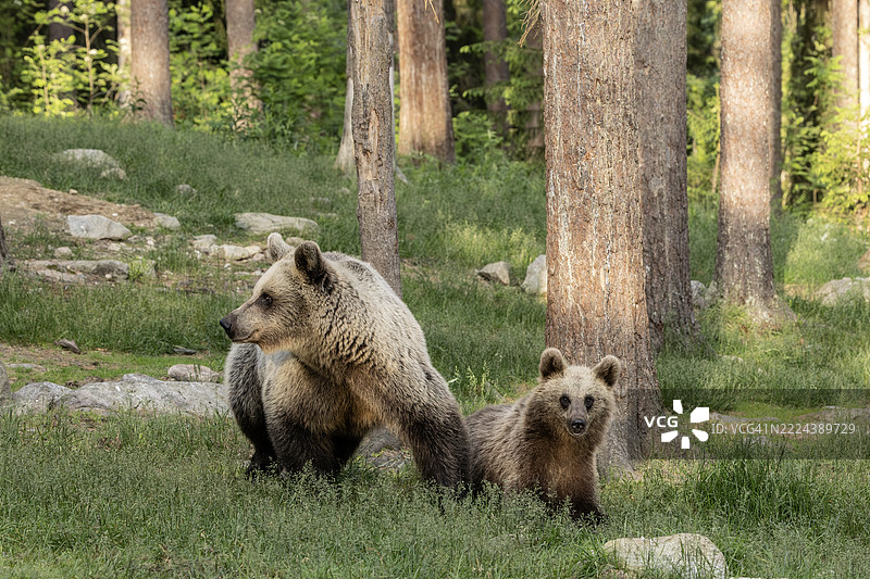 野生母亲欧亚棕熊与她的一只幼崽：芬兰图片素材