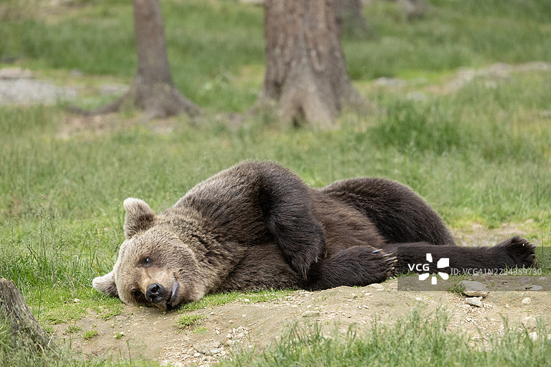 野生欧亚棕熊，Ursus arctos arctos，躺着：芬兰图片素材